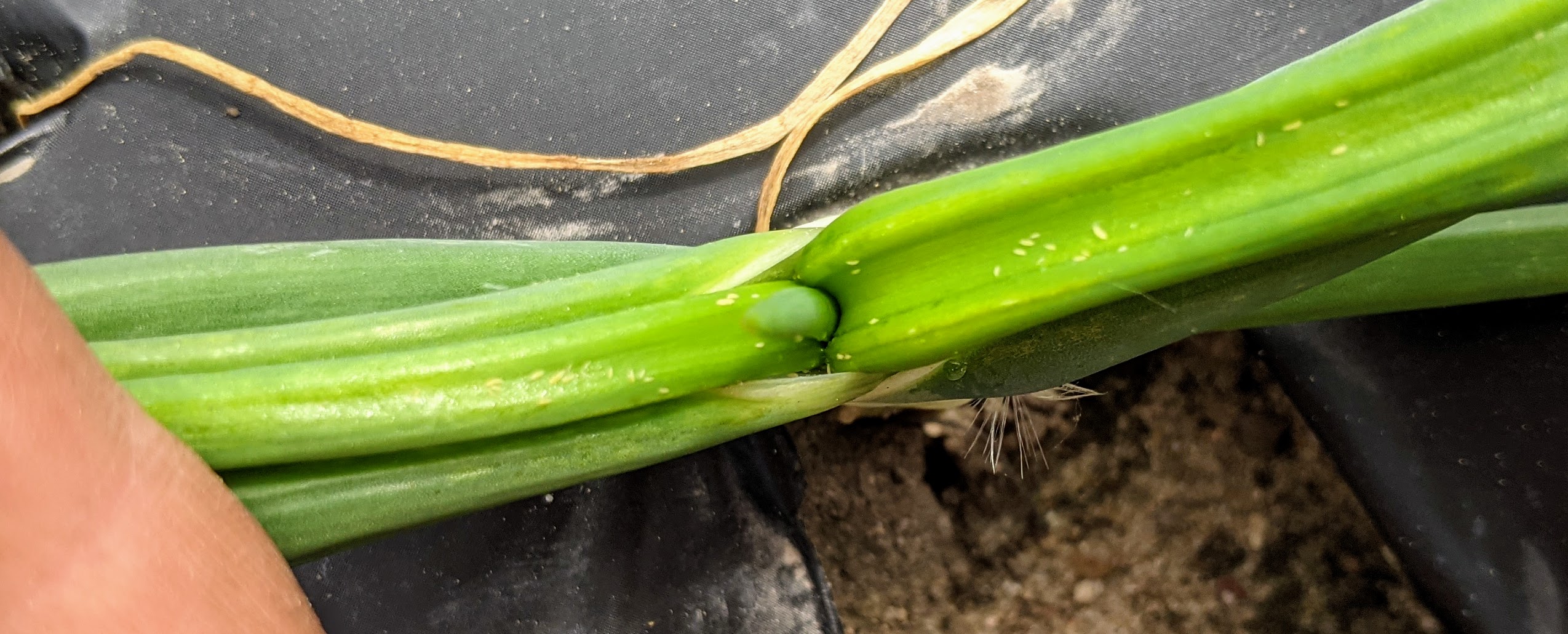 onion thrips